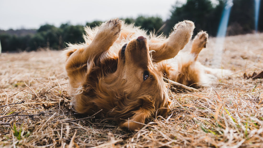 A golden retriever is rolling on its back in a large field covered in dead grass.