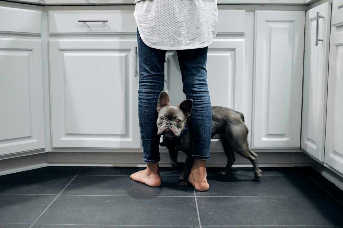 A grey French Bulldog is standing between a human's legs