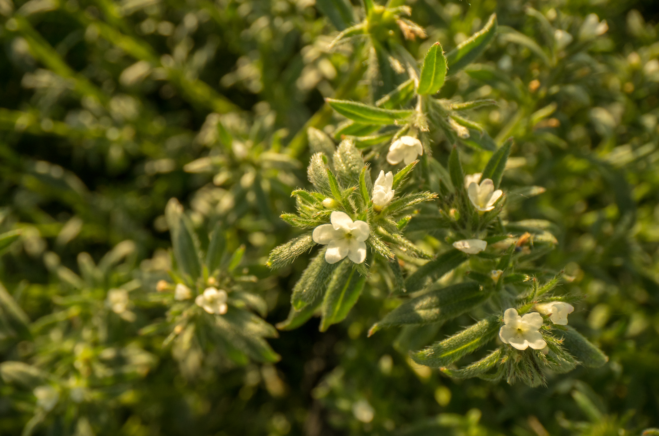 Macro shot of Ahiflowers