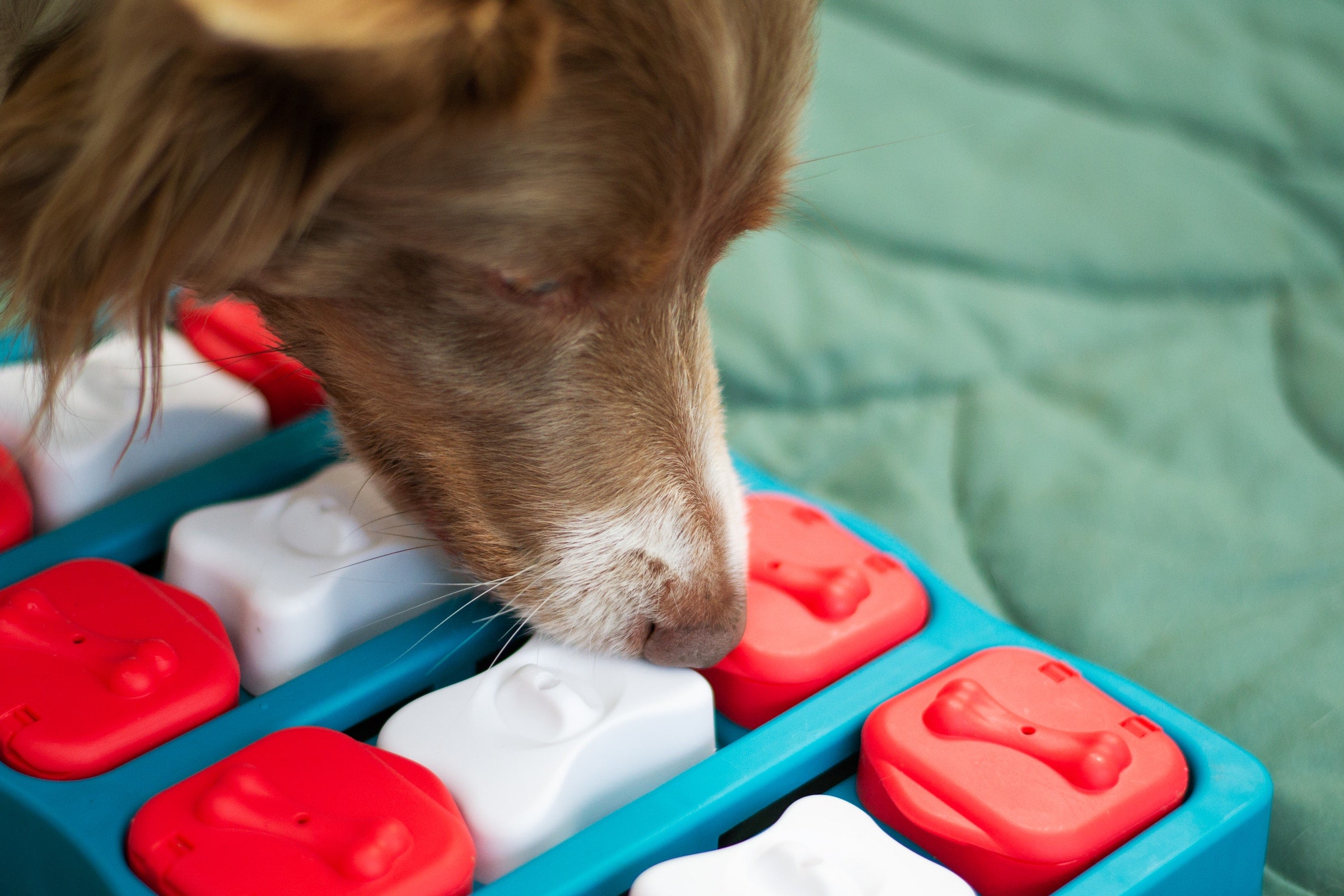 A long haired dog is using its nose to solve a red, white and blue colored enrichment puzzle.