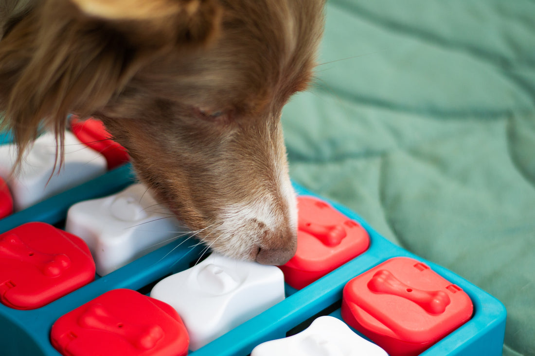 A long haired dog is using its nose to solve a red, white and blue colored enrichment puzzle.