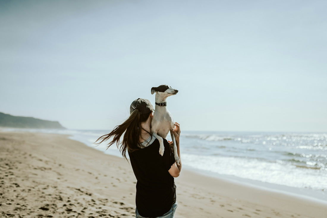 Summer Activities for You and Your Dog