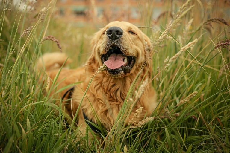 Improving Your Dog's Gut Health