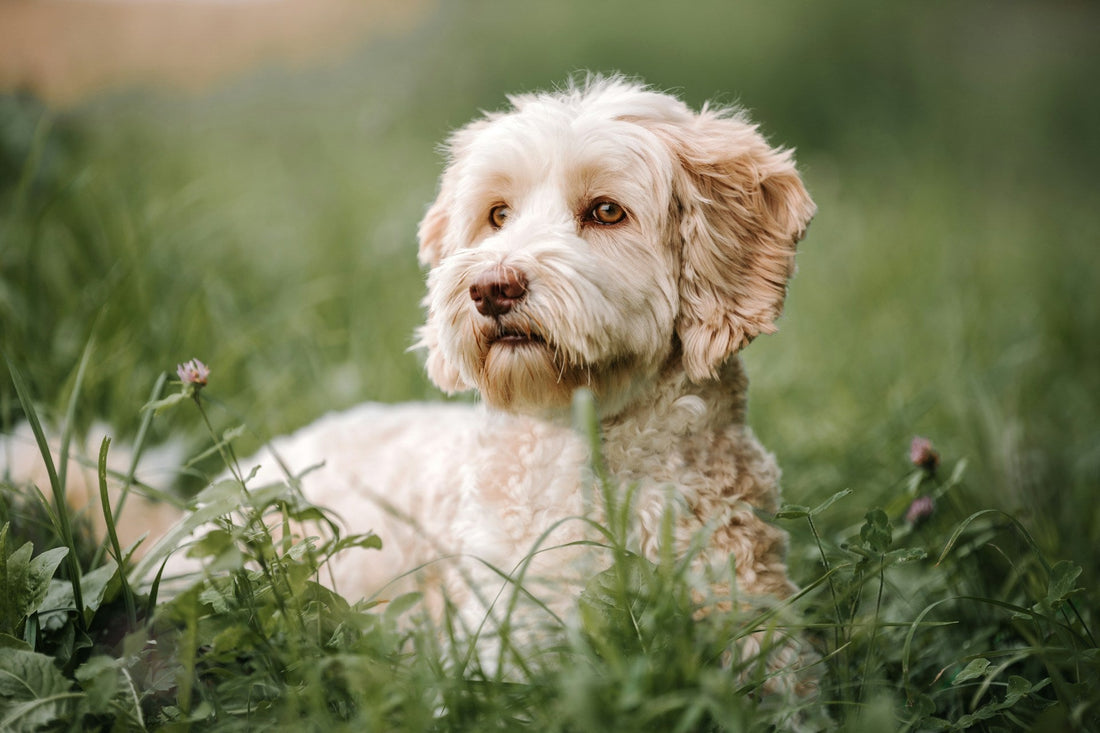 Is Your Dog Suffering From Allergies?