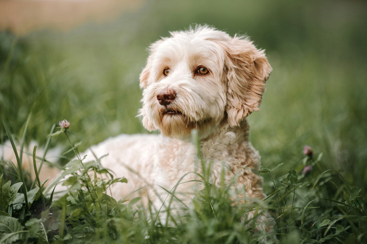 Is Your Dog Suffering From Allergies?