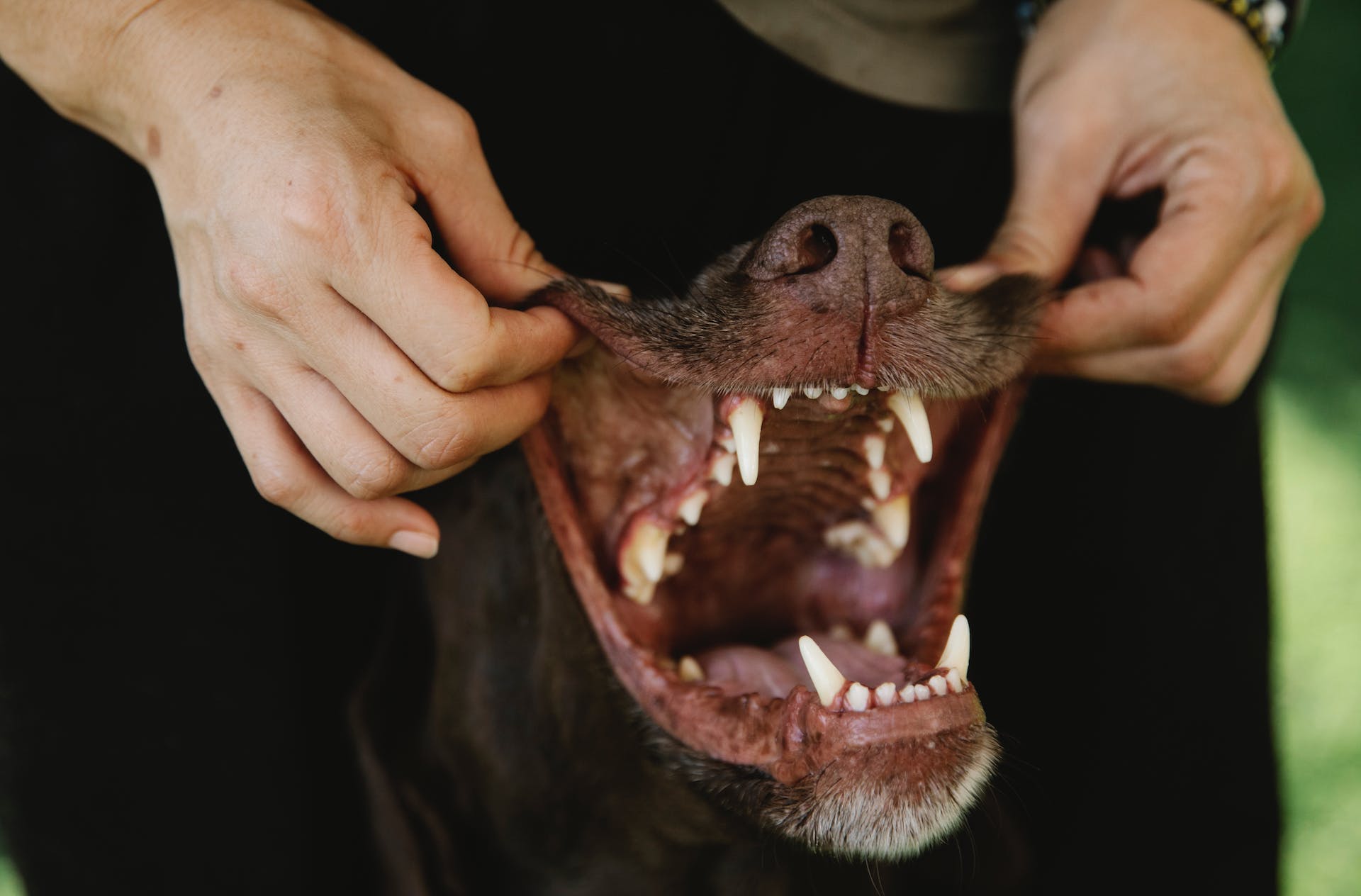 Dental Health Matters