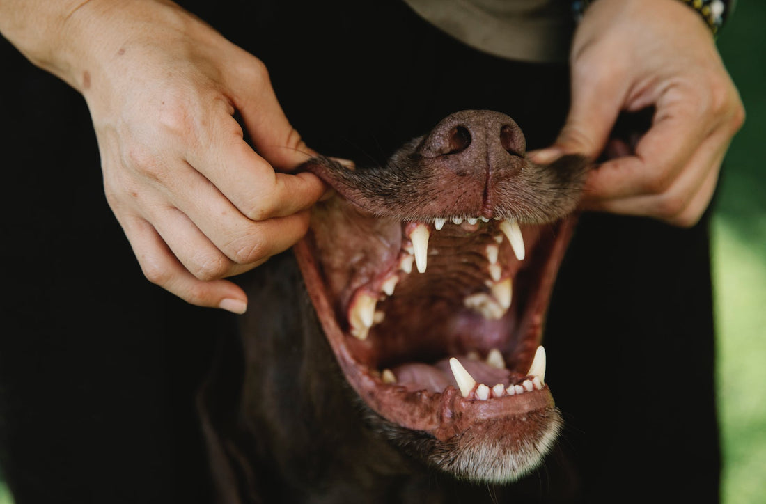 Dental Health Matters