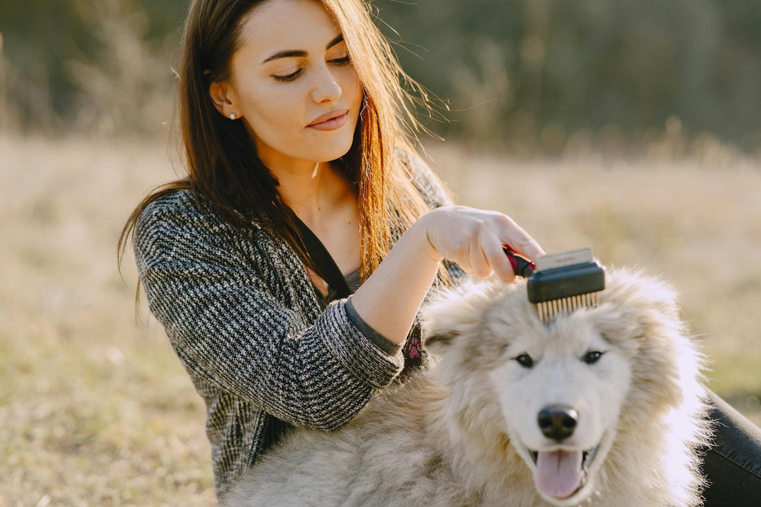 Summer Grooming Tips