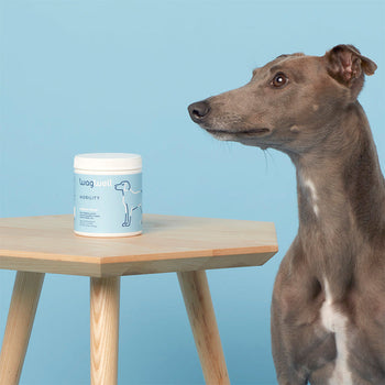 How to Keep Dog Cool in Summer