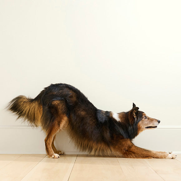 WagWell Is Bringing Beauty Industry Standards to the Pet Wellness Business