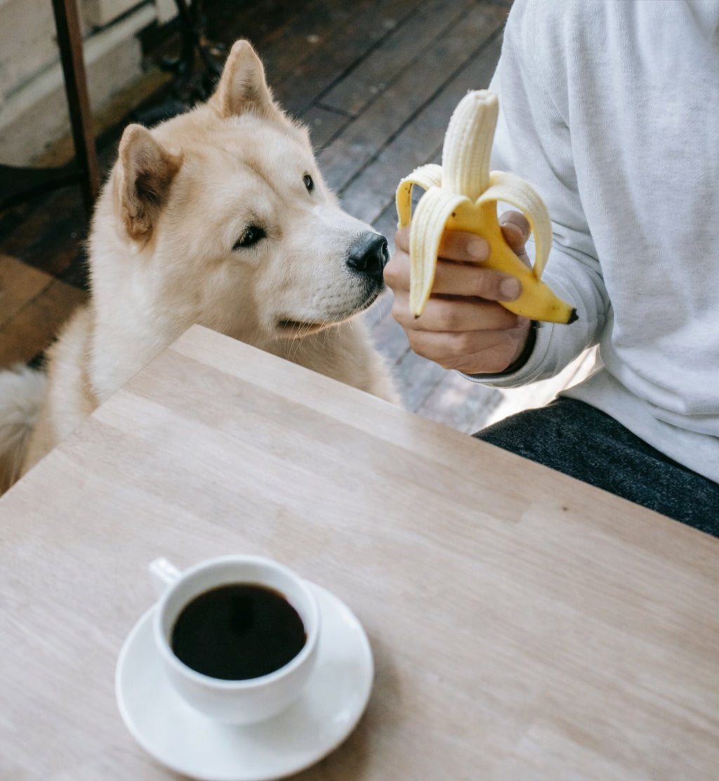 Can Dogs Eat Bananas?