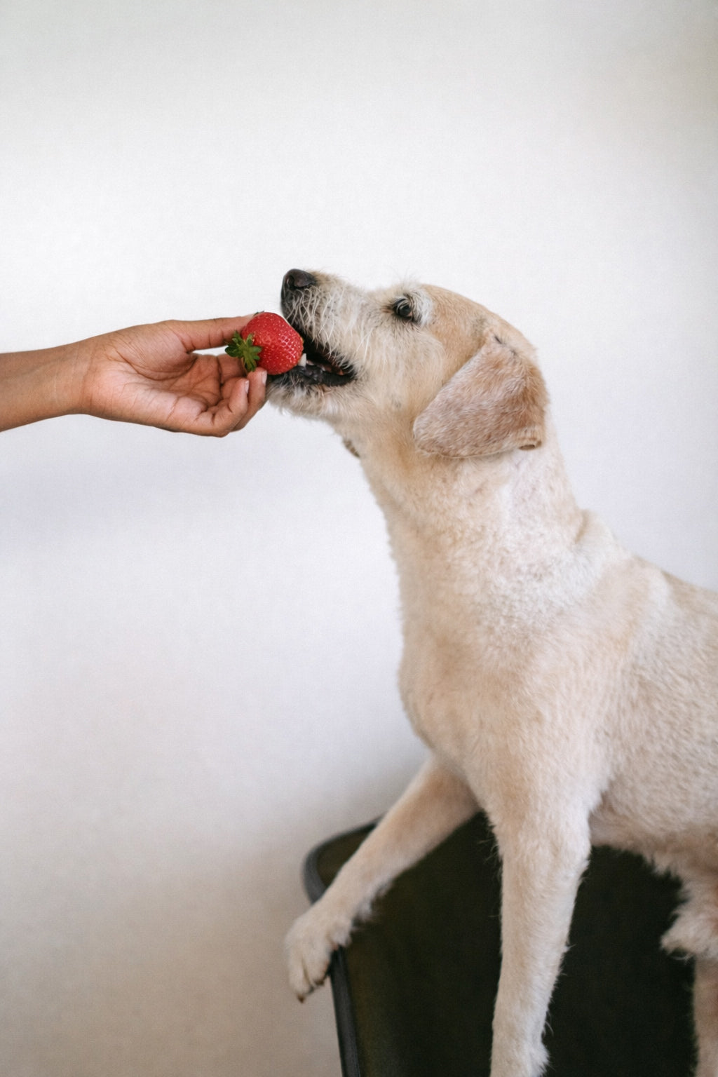 An image of a dog eating strawberries 