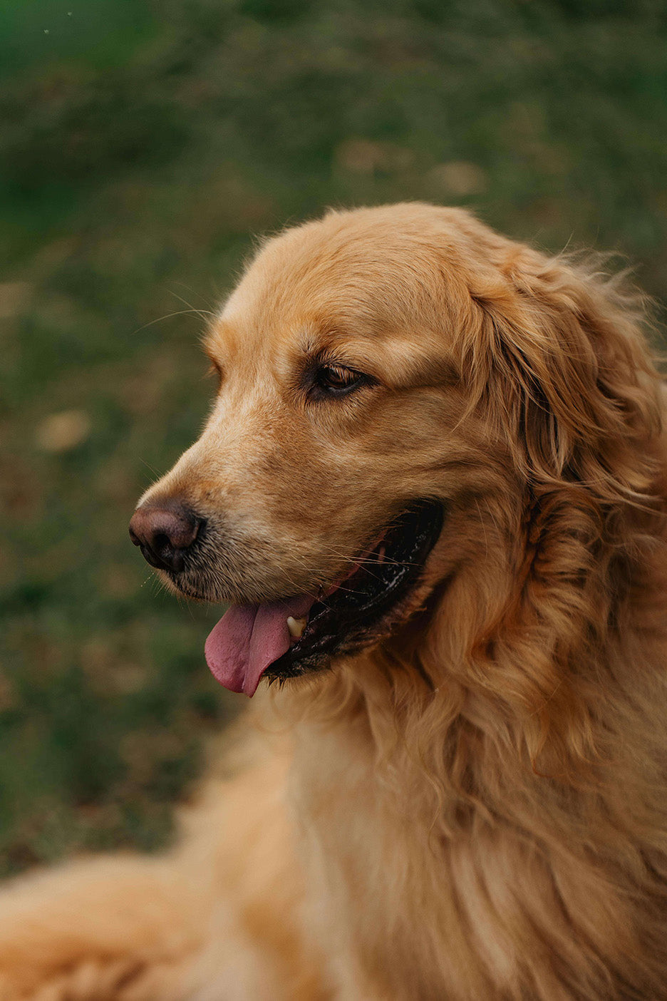 A dog catching its breath.