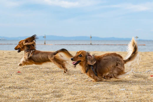 On a clear day, two sand colored, long-haired dachshunds are running on a beach.