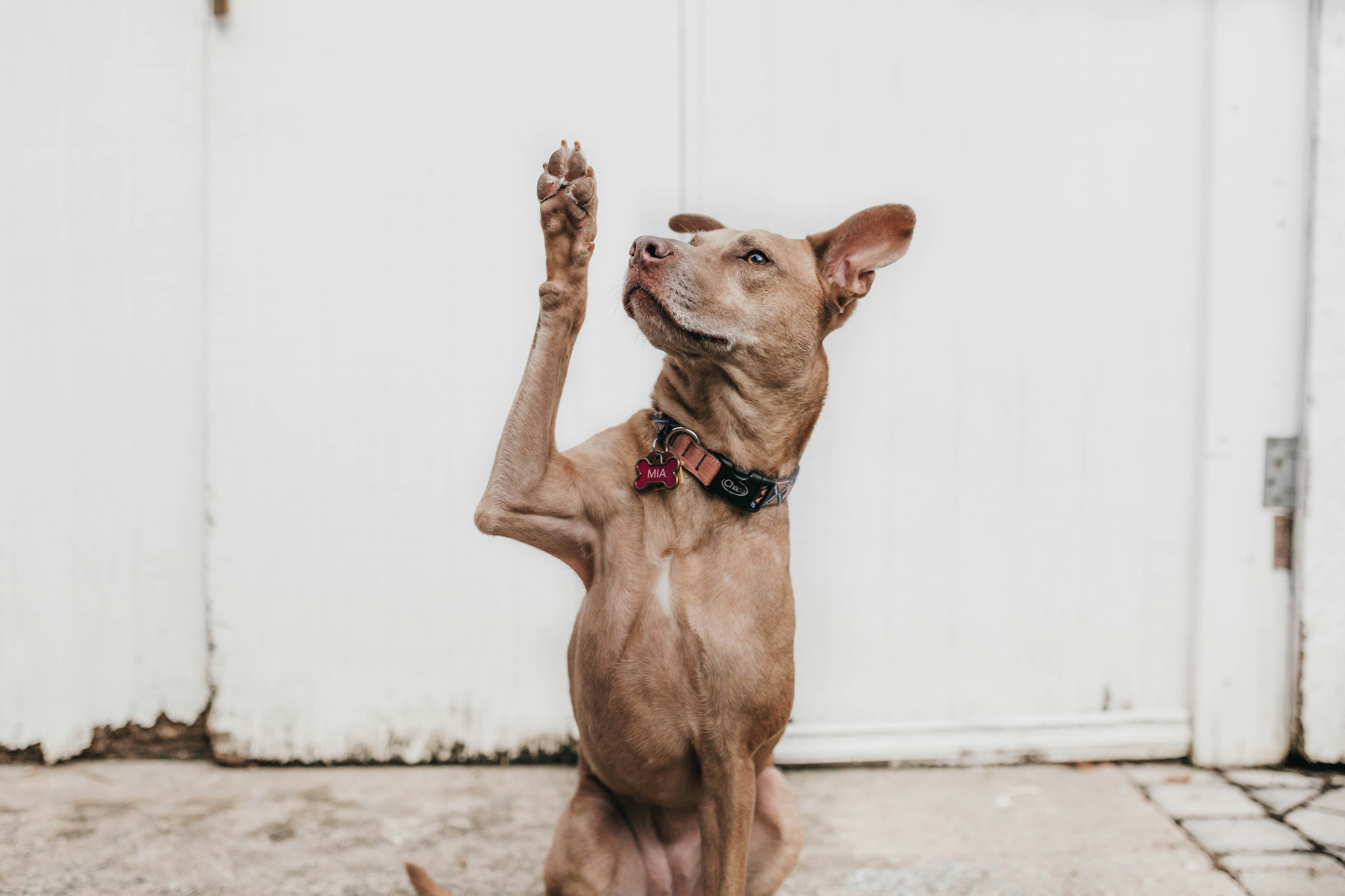 A light colored dog is raising its paw.