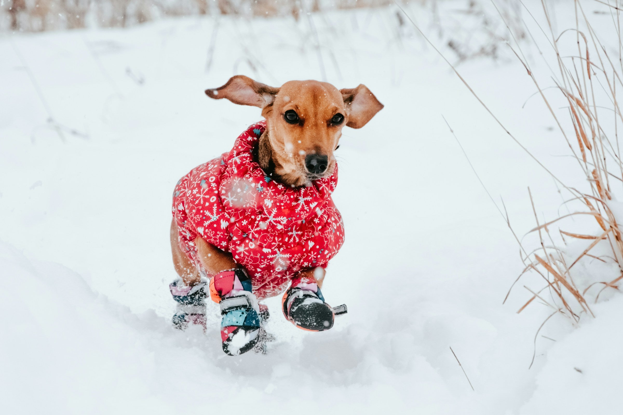 Does Your Dog Need A Coat?