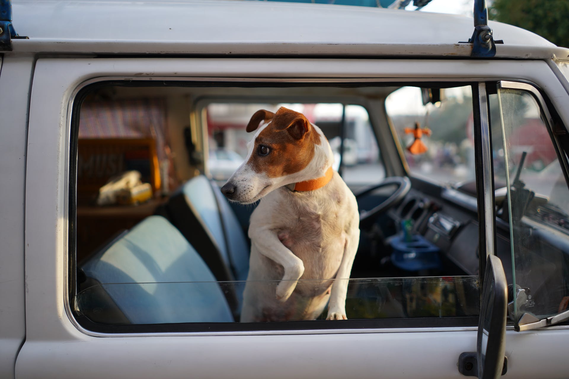 A jack russell terrier is in the front, passenger seat of an old truck and is looking outside the vehicle and to the left.