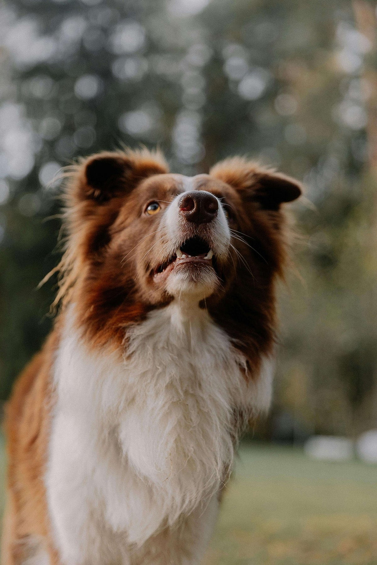 An image of a dog that is anxious