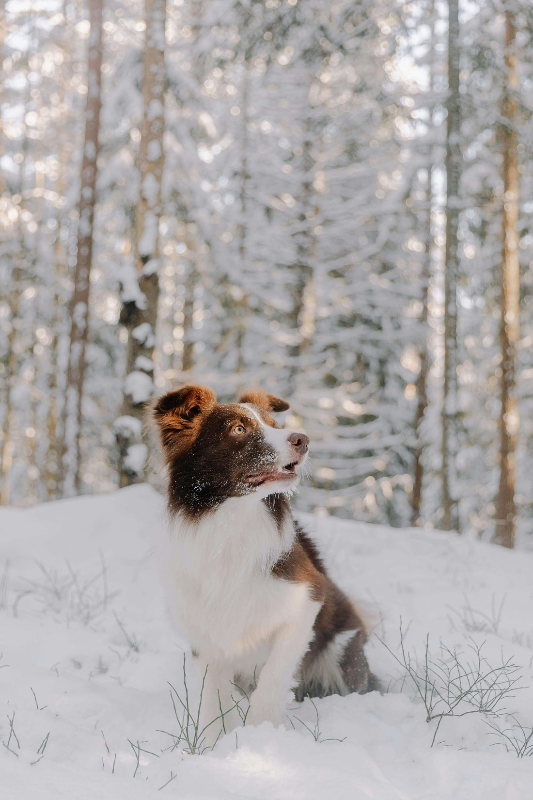An image of a dog in the winter time