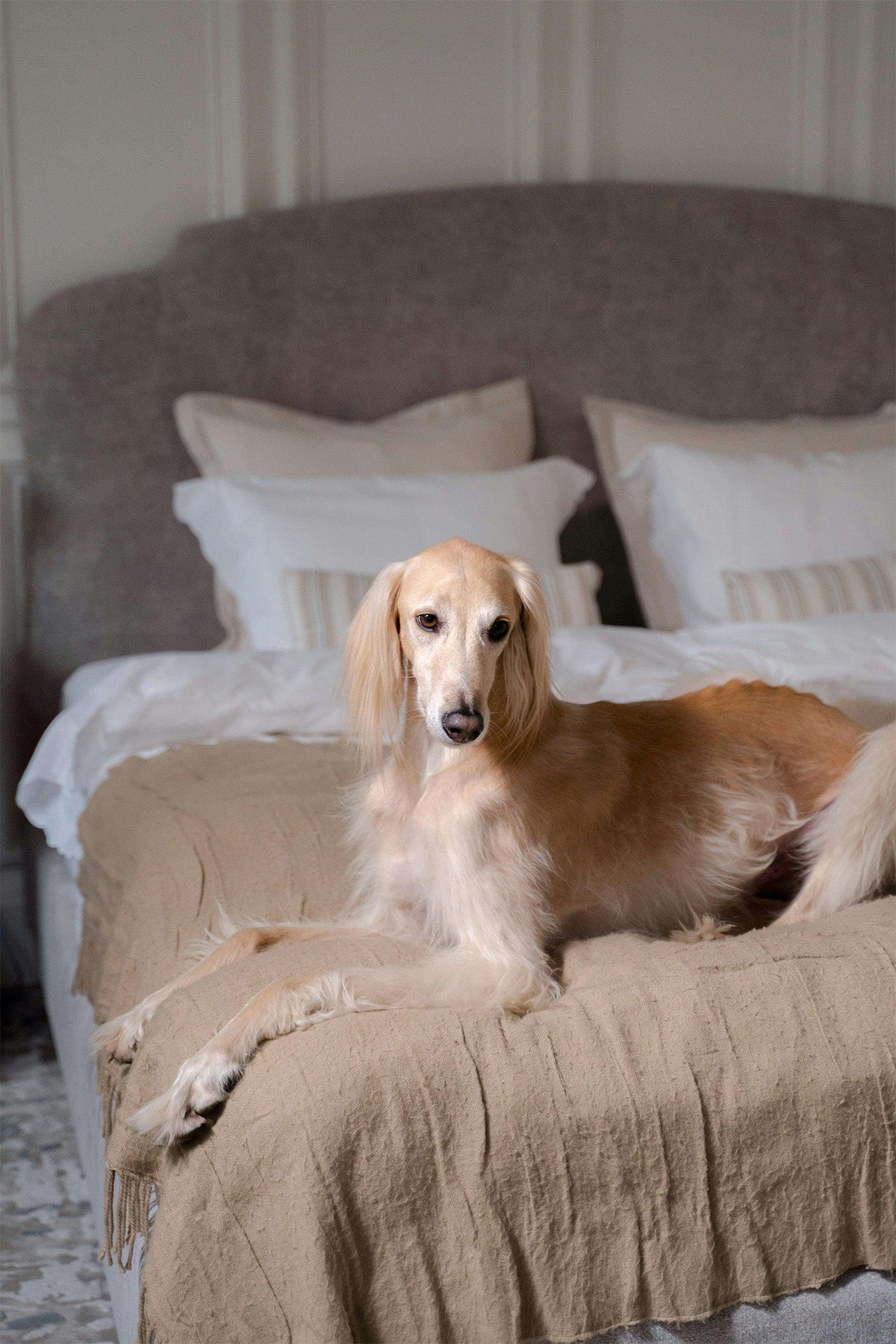 An image of a dog laying on a bed with arthritis 