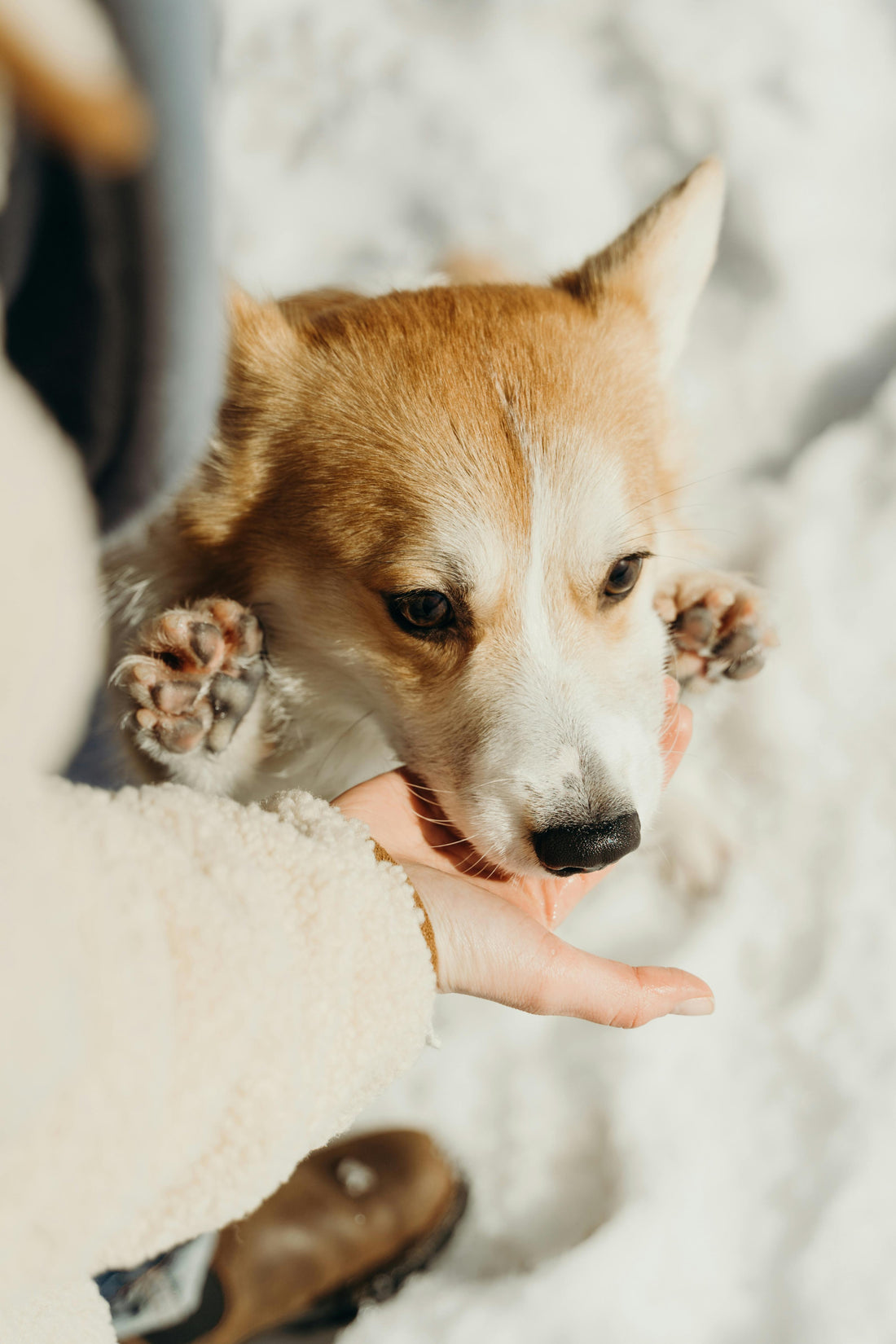 An image of a owner taking care of dog paws in winter time