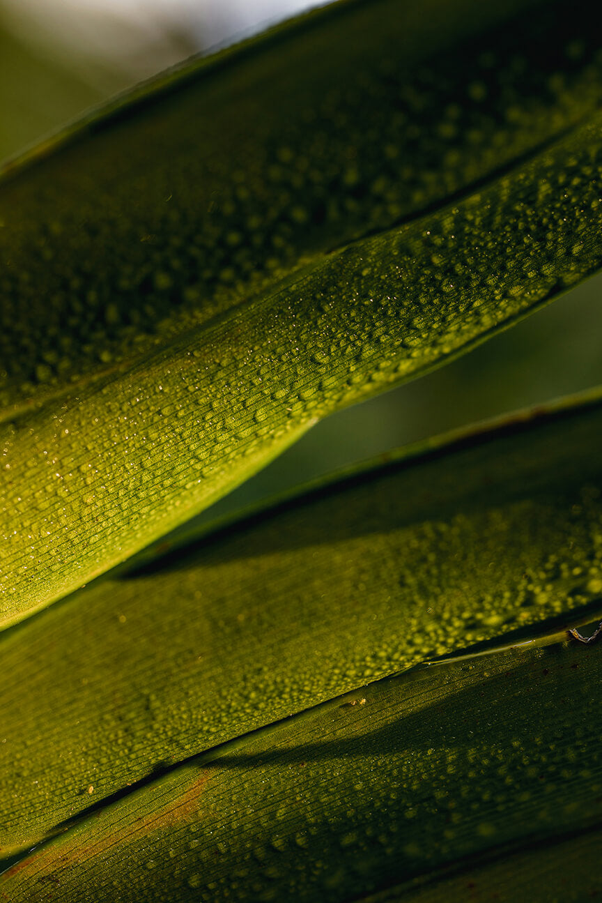 A lemongrass.
