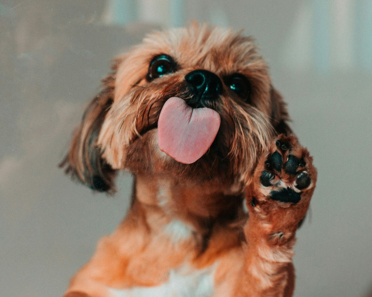An image of a dog licking with his tounge out