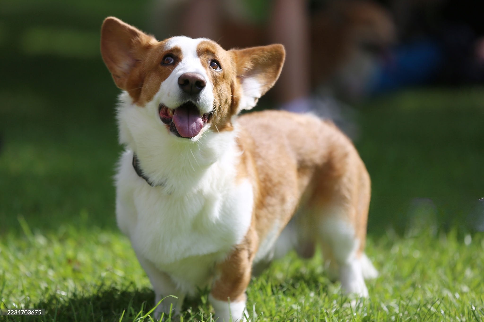 a dog at the dog park