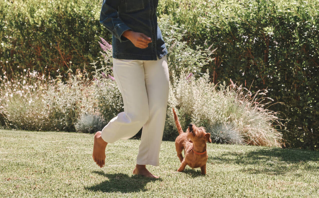 How Hot Is Too Hot for Dogs