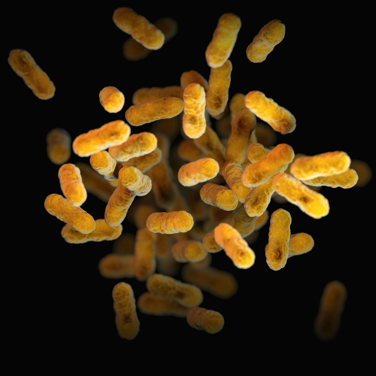 Probiotics for Dogs: Best Strains for Digestion and Gut Health