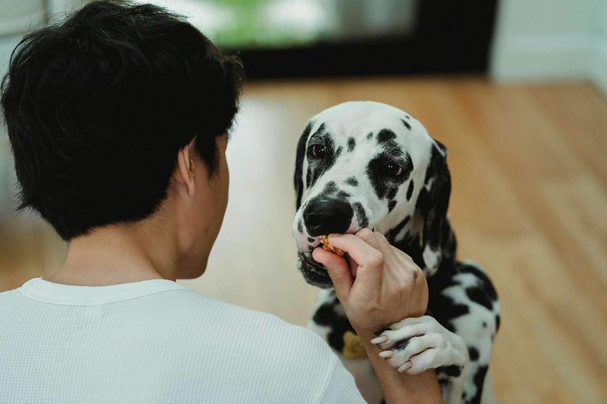 A man giving its dog a medicine.