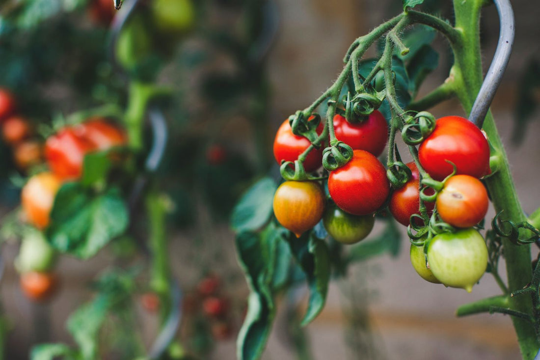 An image of tomatoes 