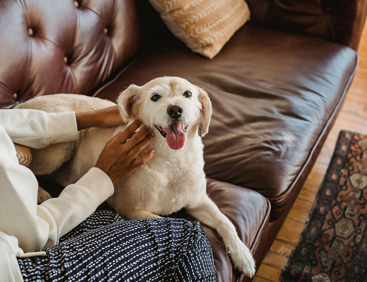 An image of a dog getting scratched by their owner