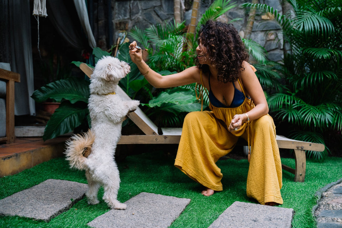 An image of a dog trying to tell its owner something