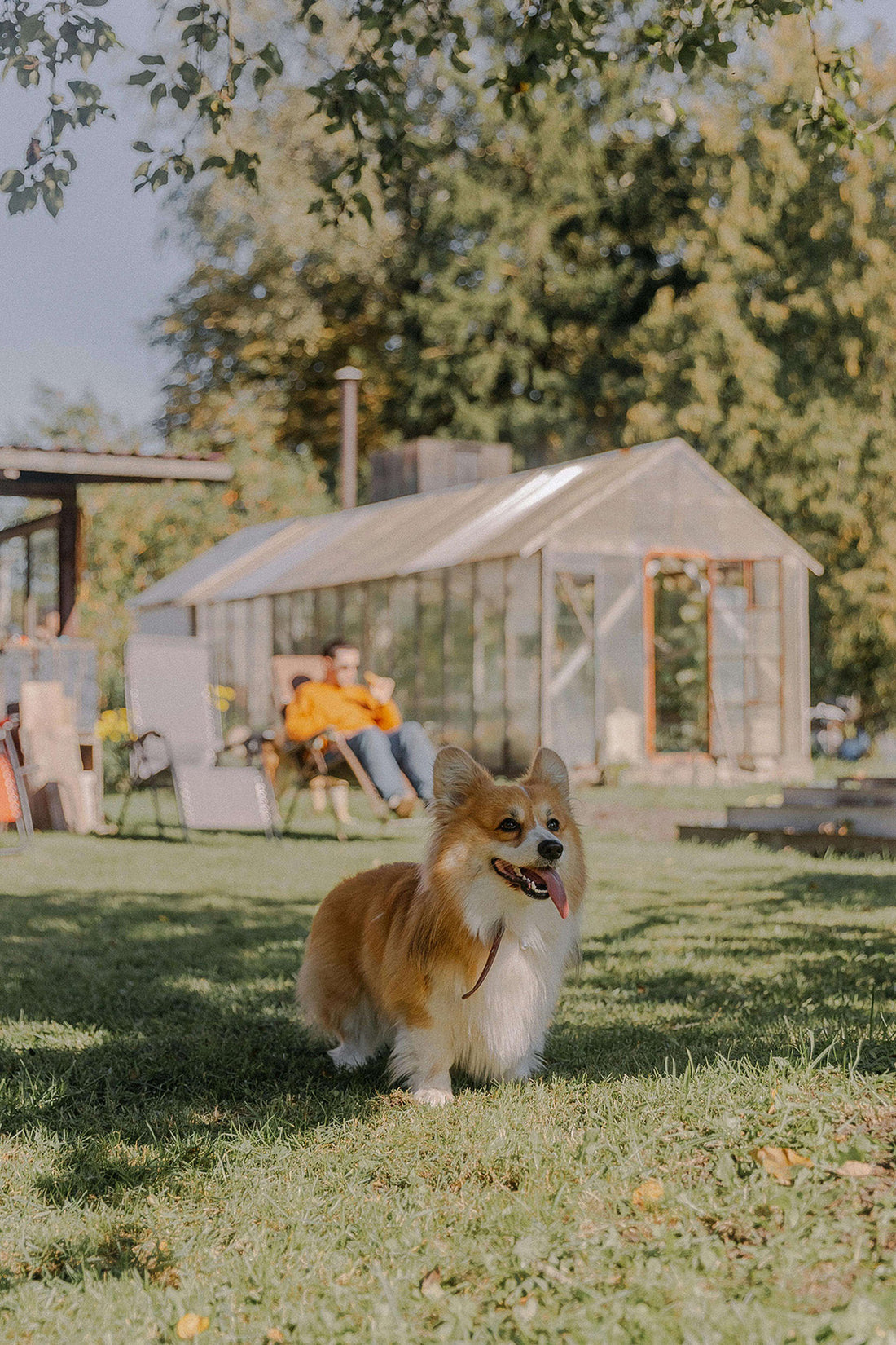 A dog standing outside while the owner is sitting behind it.