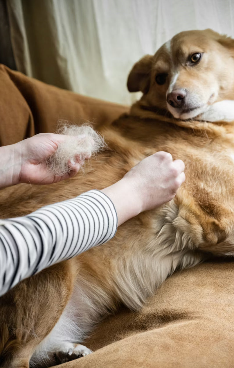 A dog shedding its fur.