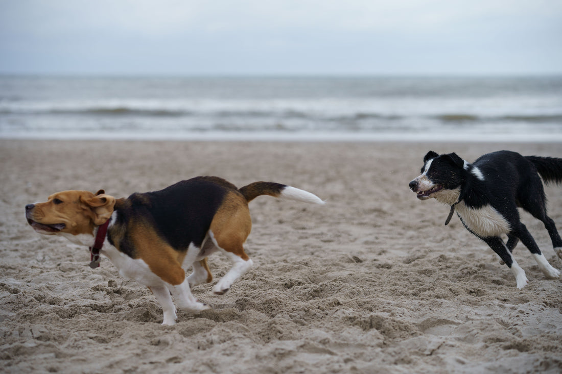 Two dogs are chasing each other one a calm beach with clear skies. The dog in front is tan with splotches of white and black. The dog chasing the other is mostly black with white splotches.. 