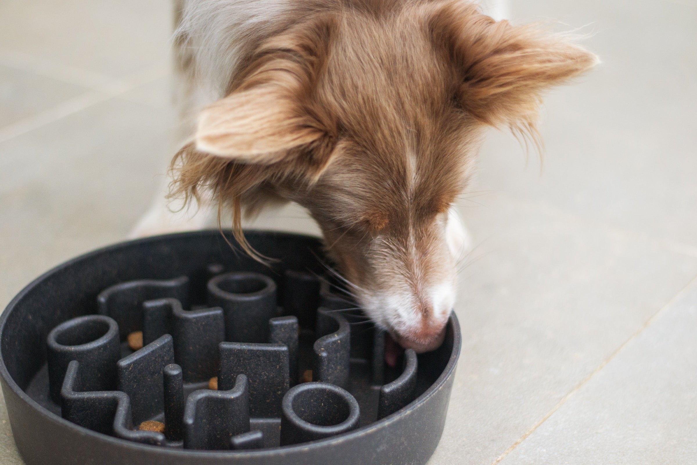 Easy (and Free!) Ways to Entertain a Bored Pup