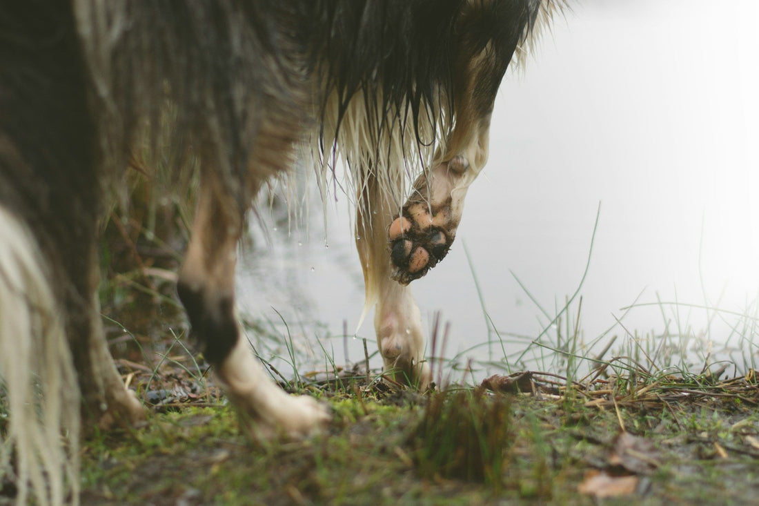 A dog's paw pads are visible against a white background. 