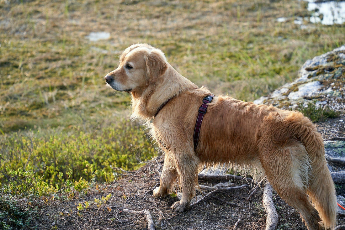 Here’s How Supplements Benefit Every Dog