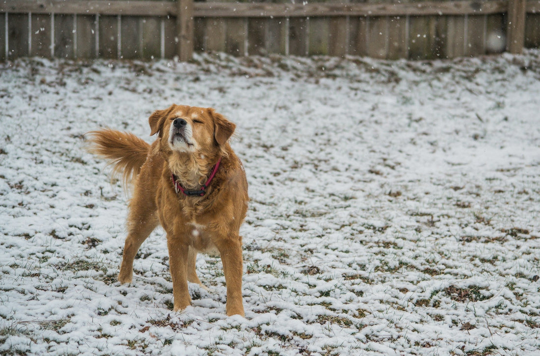 A light-sable colored dog is pictured with closed eyes, head tilted up to let snowflakes fall on his face.