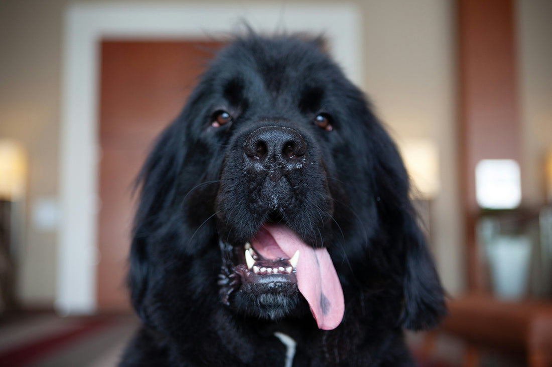 What Is the Biggest Dog in the World?