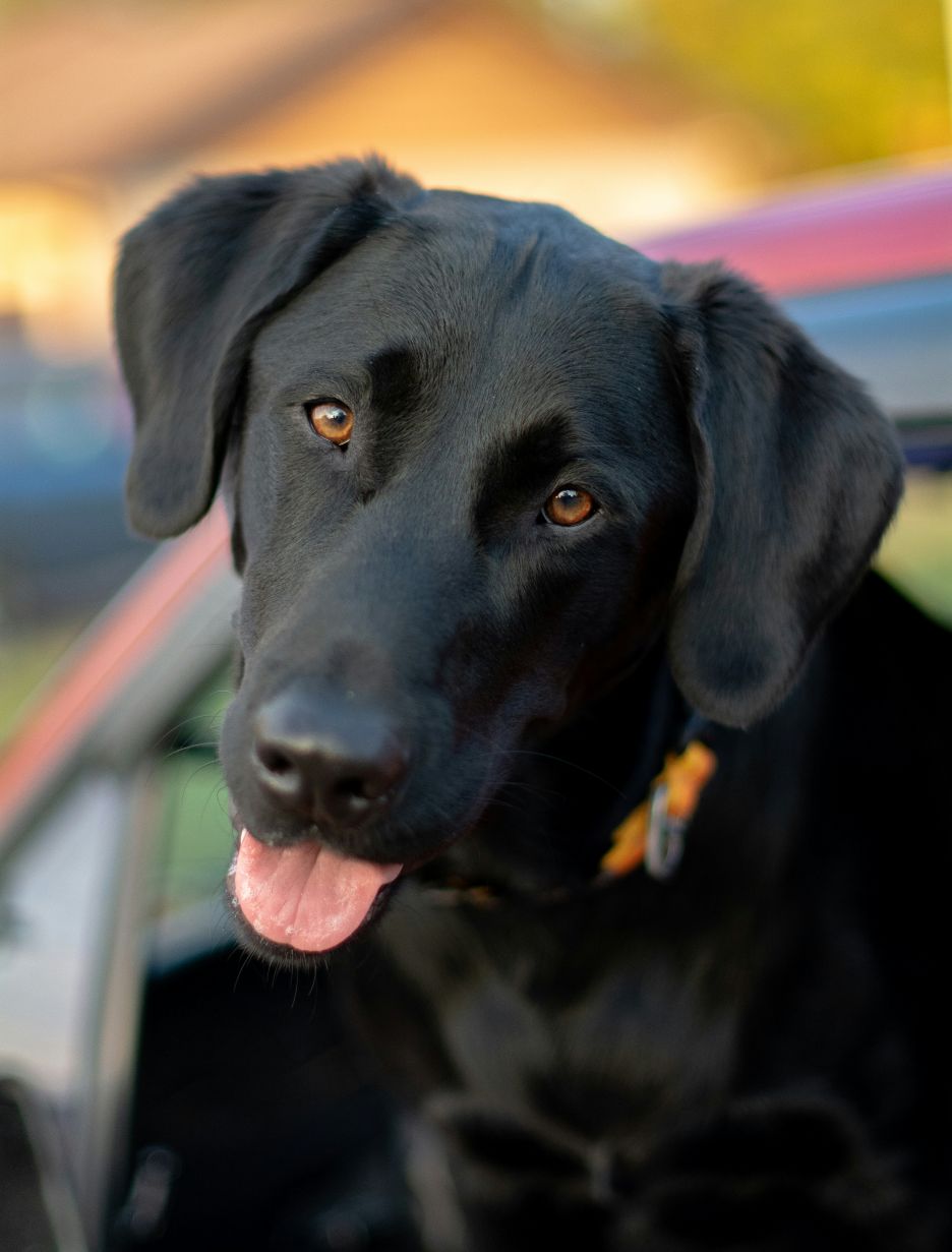 A black dog.