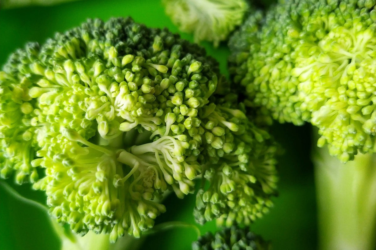 Broccoli vegetable.