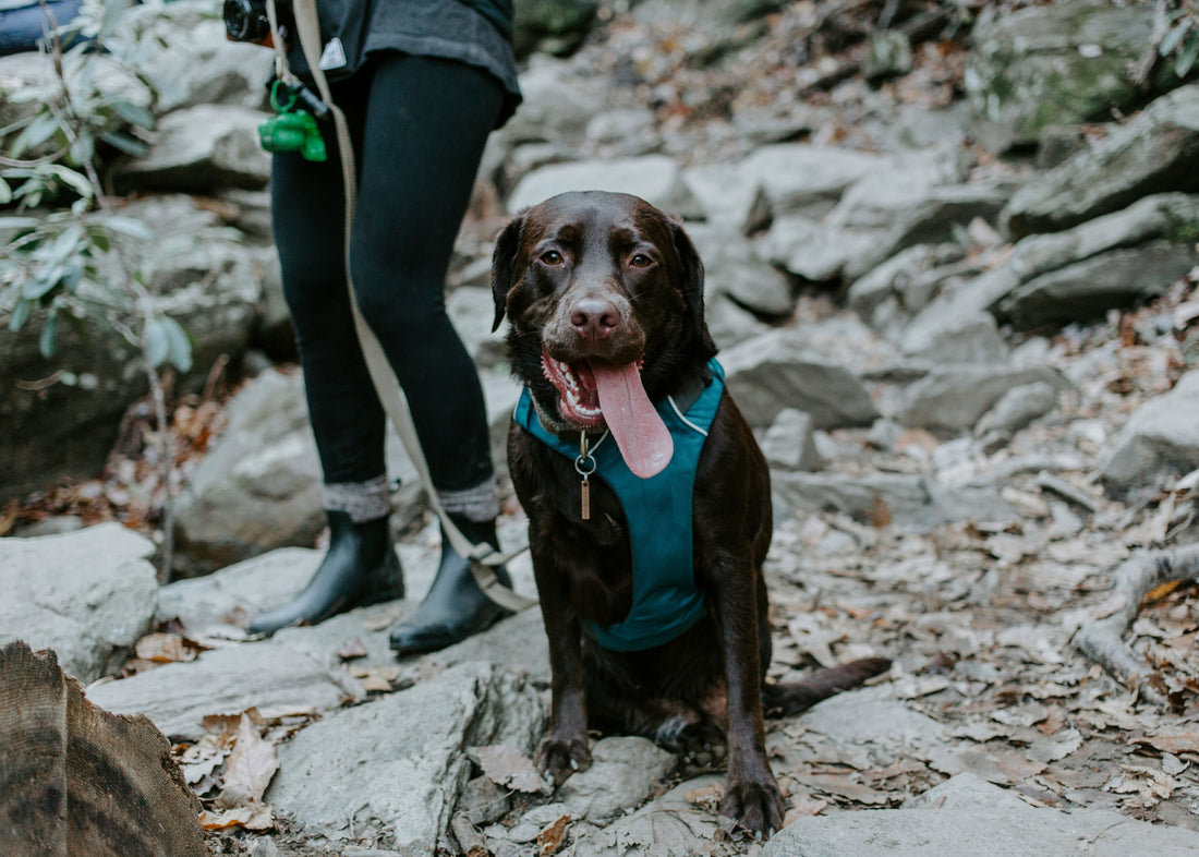 Can Dogs Sweat?