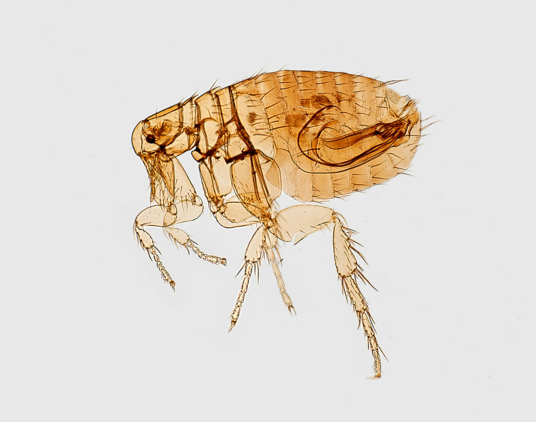 The Importance of Pest Preventatives