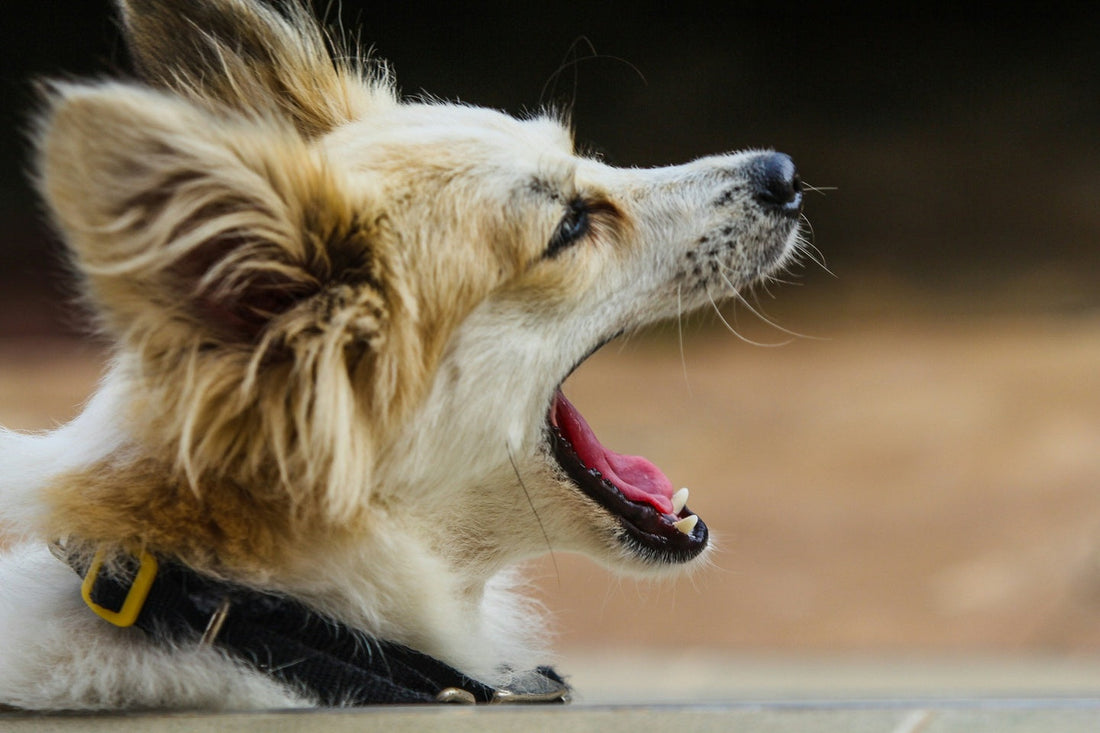 A dog opening its mouth.
