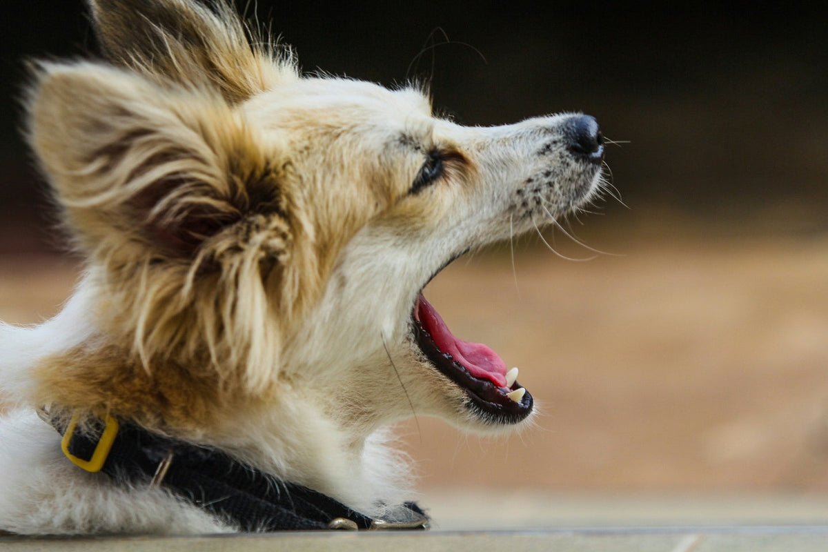 A dog opening its mouth.