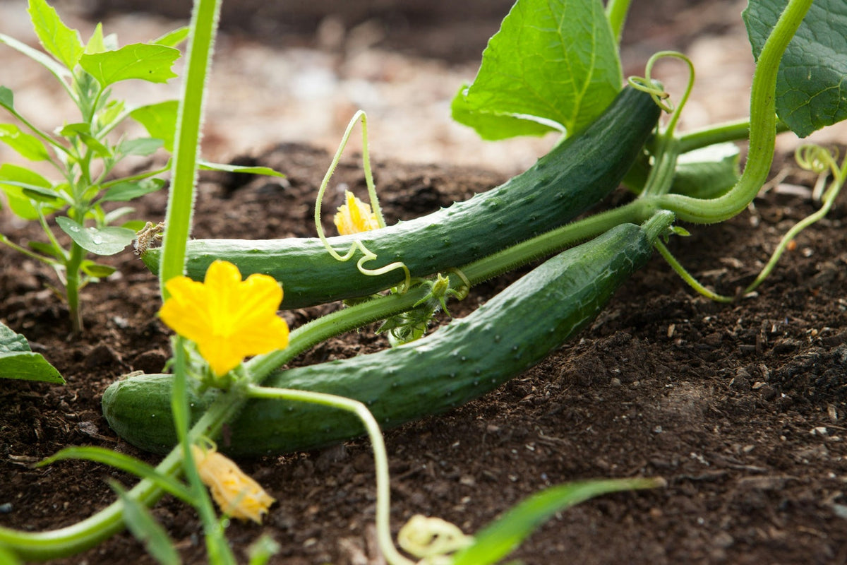 Cucumber plant and flower.