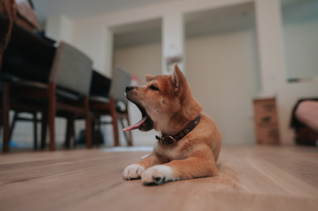 A Shiba Inu is laying in a dining room and yawning. 